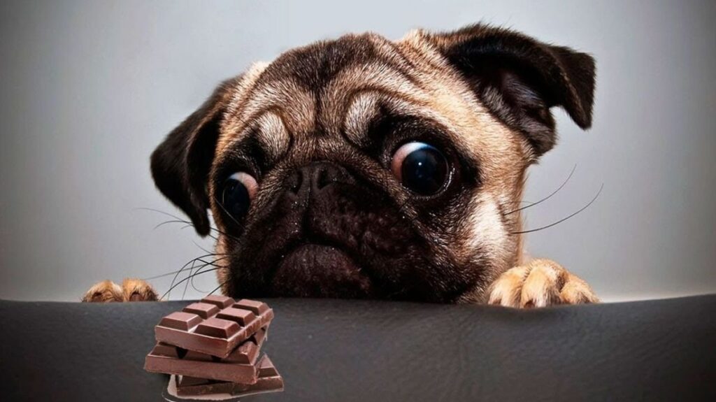 chocolate malo los perros: guía de actuación | Guía Chocolate
