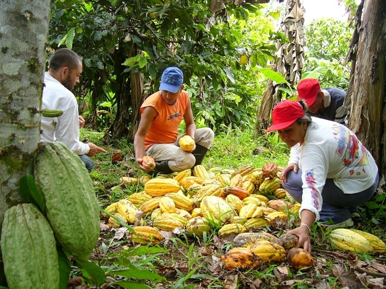 Productores de cacao